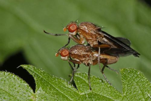 Pelidnoptera fuscipennis