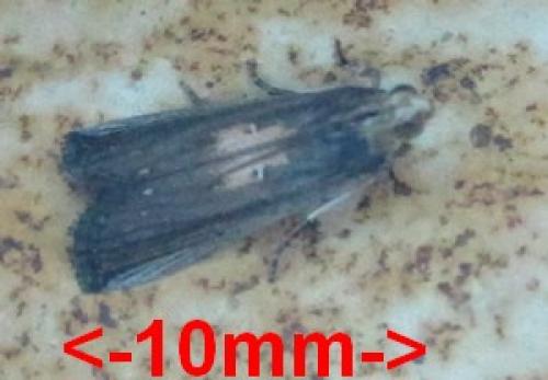 Réf. 86 354 : Pempelia morosalis