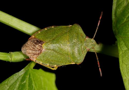 Palomena prasina