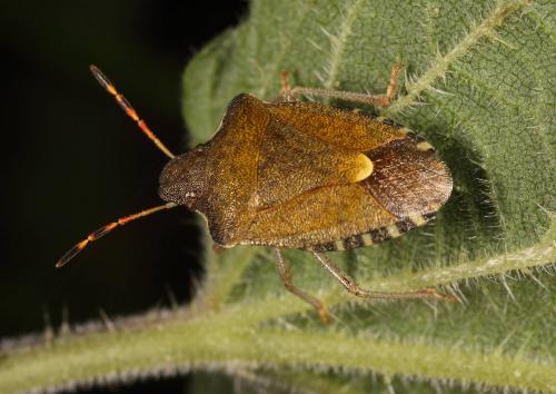 Réf. 86 464 : Peribalus strictus vernalis
