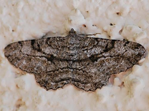 Réf. 86 886 : Peribatodes rhomboidaria