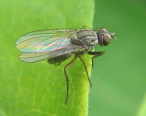 Coenosia sp.