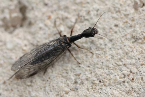 Phaeostigma major