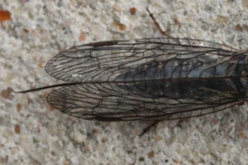 Réf. 86 280 : Phaeostigma major