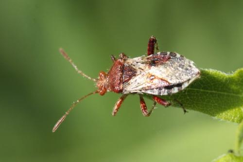 Rhopalus subrufus