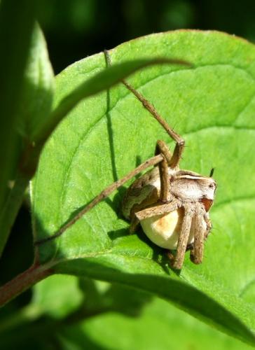 Pisaura mirabilis