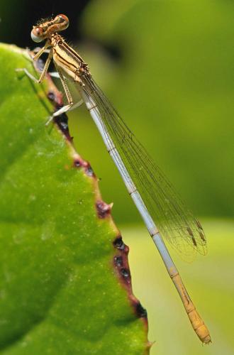 Réf. 86 707 : Platycnemis latipes