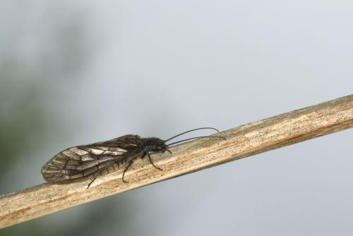 Sialis sp.