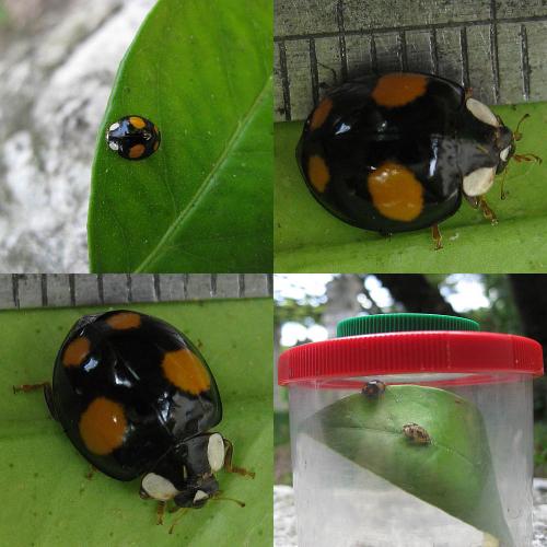 Harmonia axyridis