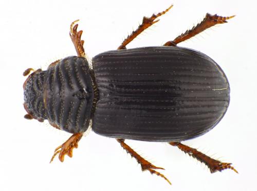 Psammodius plicicollis