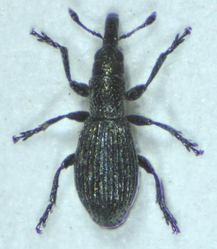 Helianthemapion aciculare