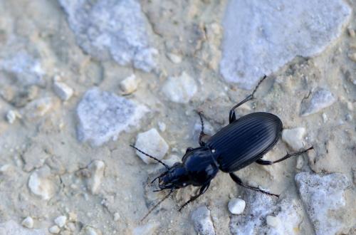 Pterostichus melanarius