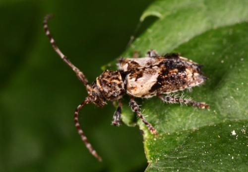 Réf. 86 949 : Pogonocherus hispidus