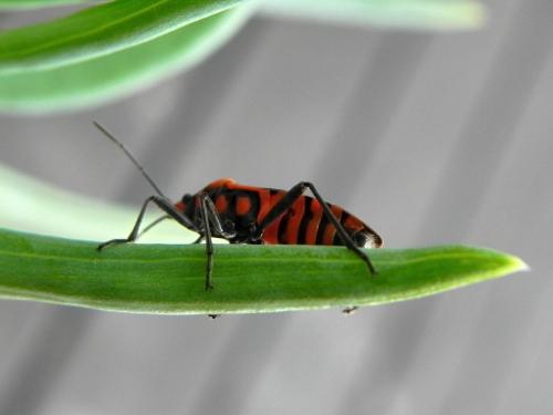 Spilostethus hospes