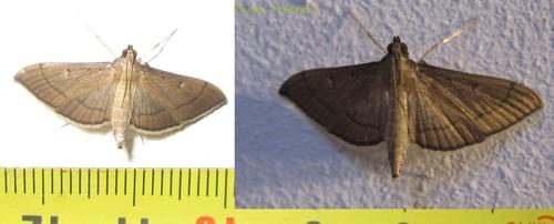 Réf. 86 348 : Bradina admixtalis
