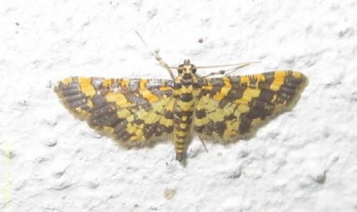 Eurrhyparodes tricoloralis