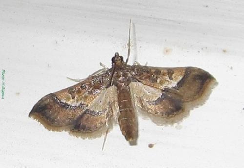 Réf. 86 344 : Hydriris ornatalis