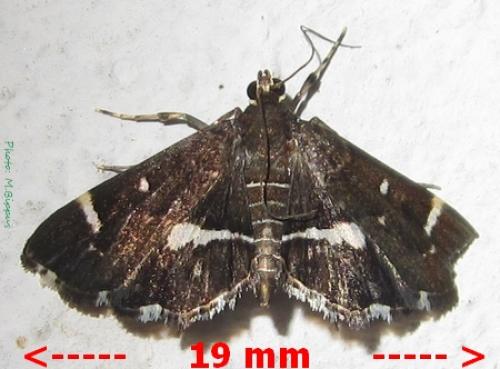 Réf. 86 345 : Hymenia perspectalis