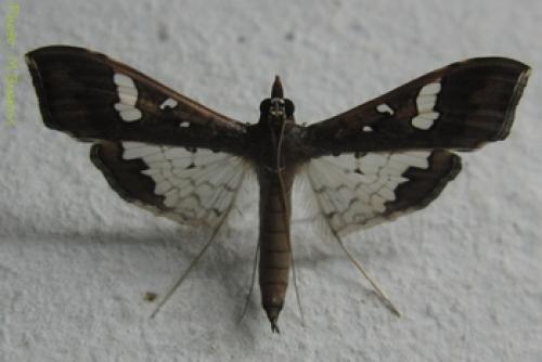 Réf. 86 346 : Maruca vitrata