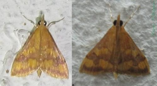 Réf. 86 350 : Pyrausta panopealis