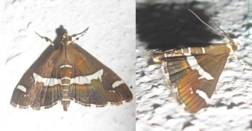 Réf. 86 351 : Spoladea recurvalis