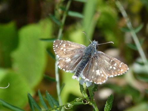 Pyrgus sp.