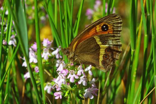 Réf. 86 335 : Pyronia bathseba