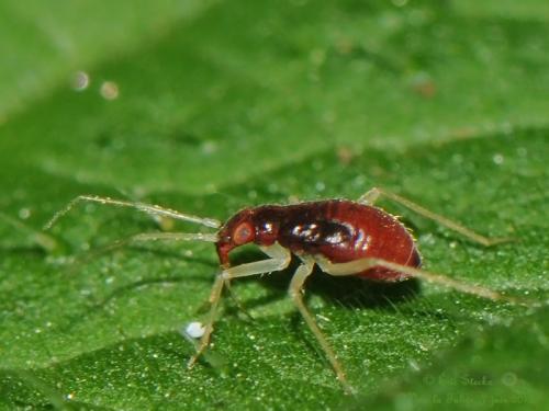Orthonotus rufifrons