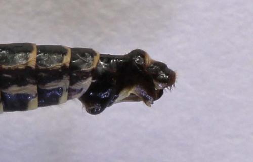 Réf. 86 101 : Raphidia ligurica