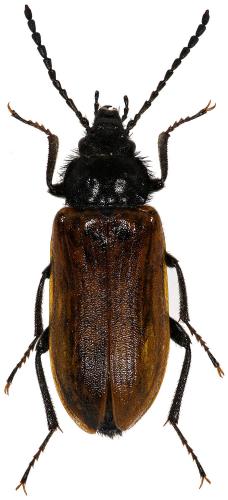 Réf. 86 302 : Omophlus pubescens
