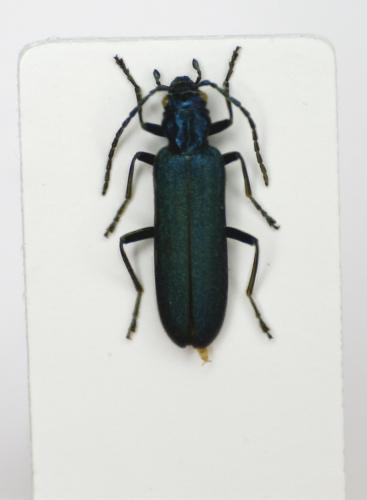 Réf. 86 508 : Ischnomera caerulea