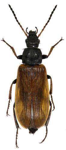 Omophlus picipes