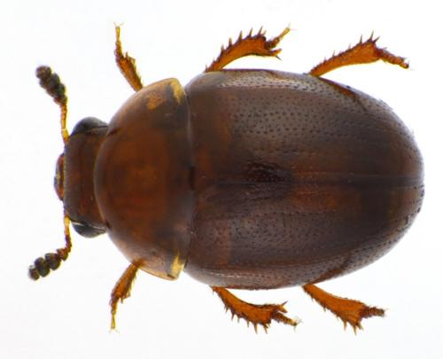 Réf. 86 675 : Liocyrtusa vittata