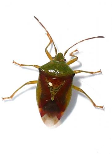 Elasmostethus sp.