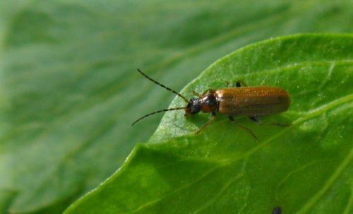 Rhagonycha nigriventris
