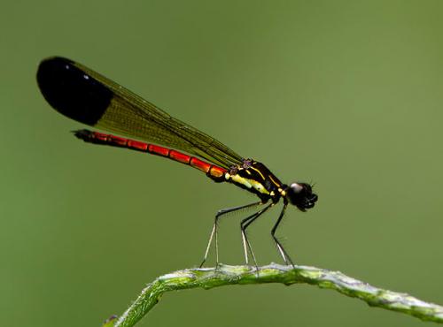 Rhinocypha sp.