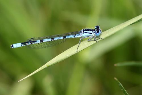 Réf. 86 150 : Enallagma cyathigerum