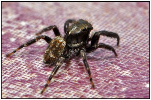 Réf. 86 122 : Pseudeuophrys erratica