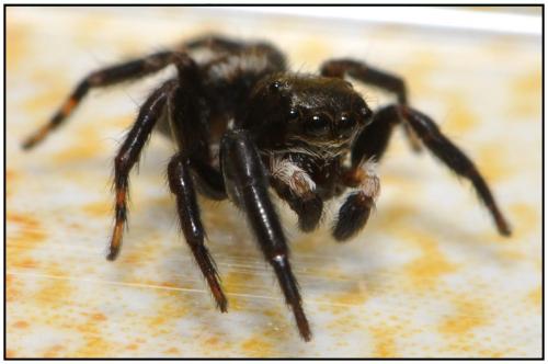 Pseudeuophrys erratica