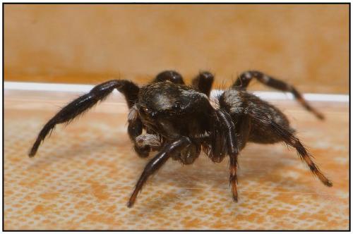 Réf. 86 124 : Pseudeuophrys erratica