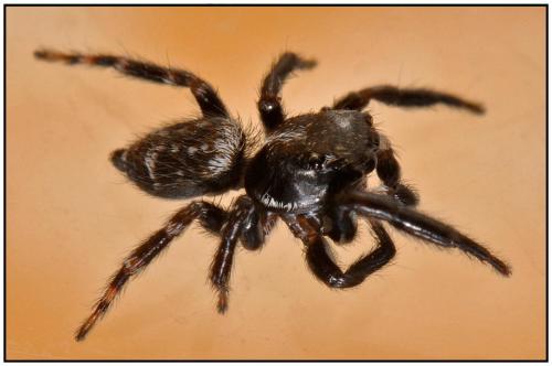 Réf. 86 125 : Pseudeuophrys erratica