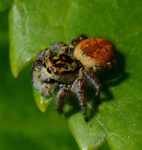 Réf. 86 690 : Carrhotus xanthogramma