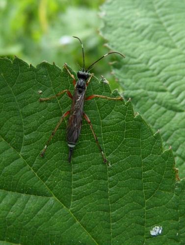 Cryptinae
