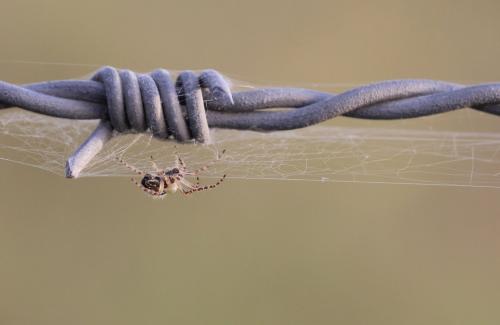 Aculepeira sp.
