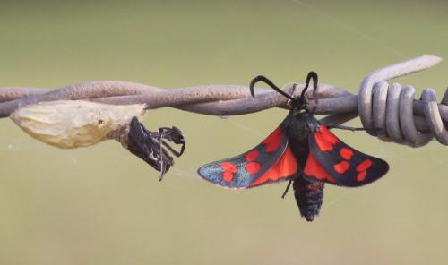 Zygaena transalpina