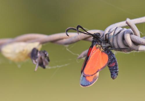 Zygaena transalpina