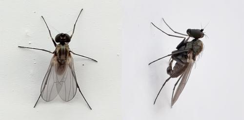 Medetera sp.