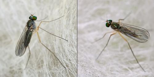 Sciapus sp.