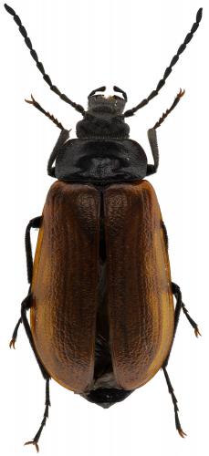 Omophlus rugosicollis