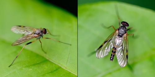 Rhagio maculatus